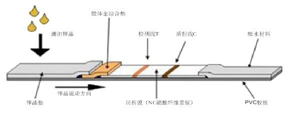 新型冠状病毒检测原理