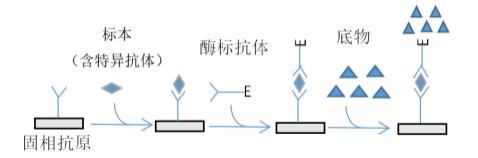 新型冠状病毒检测原理